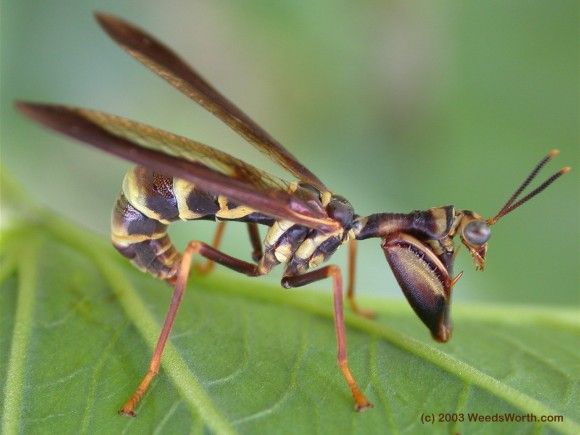 まとめ売りのみ‼️】だんごむし すずめばち かまきり 多数 まとめ売り