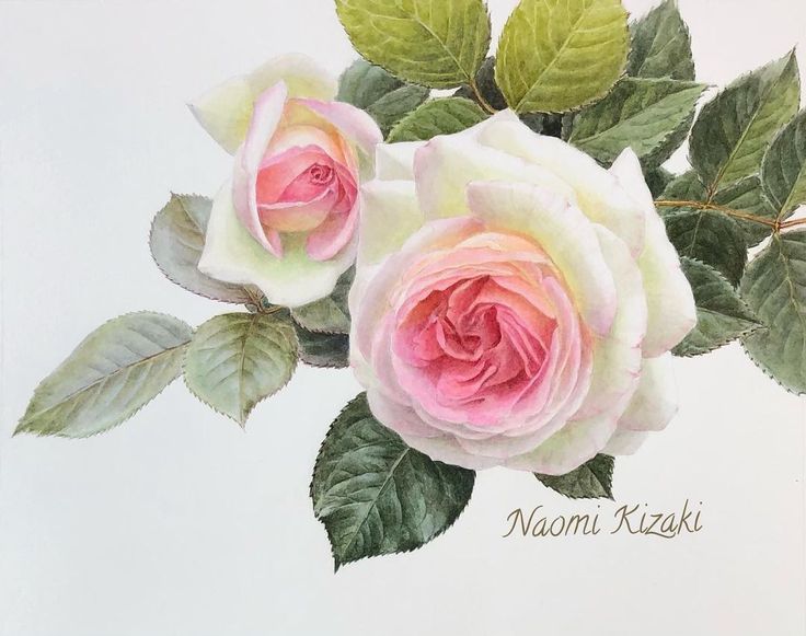 絵画 油絵 油彩画 「三輪のバラ」ピエール ロンサール F4 額付き 菊地正則