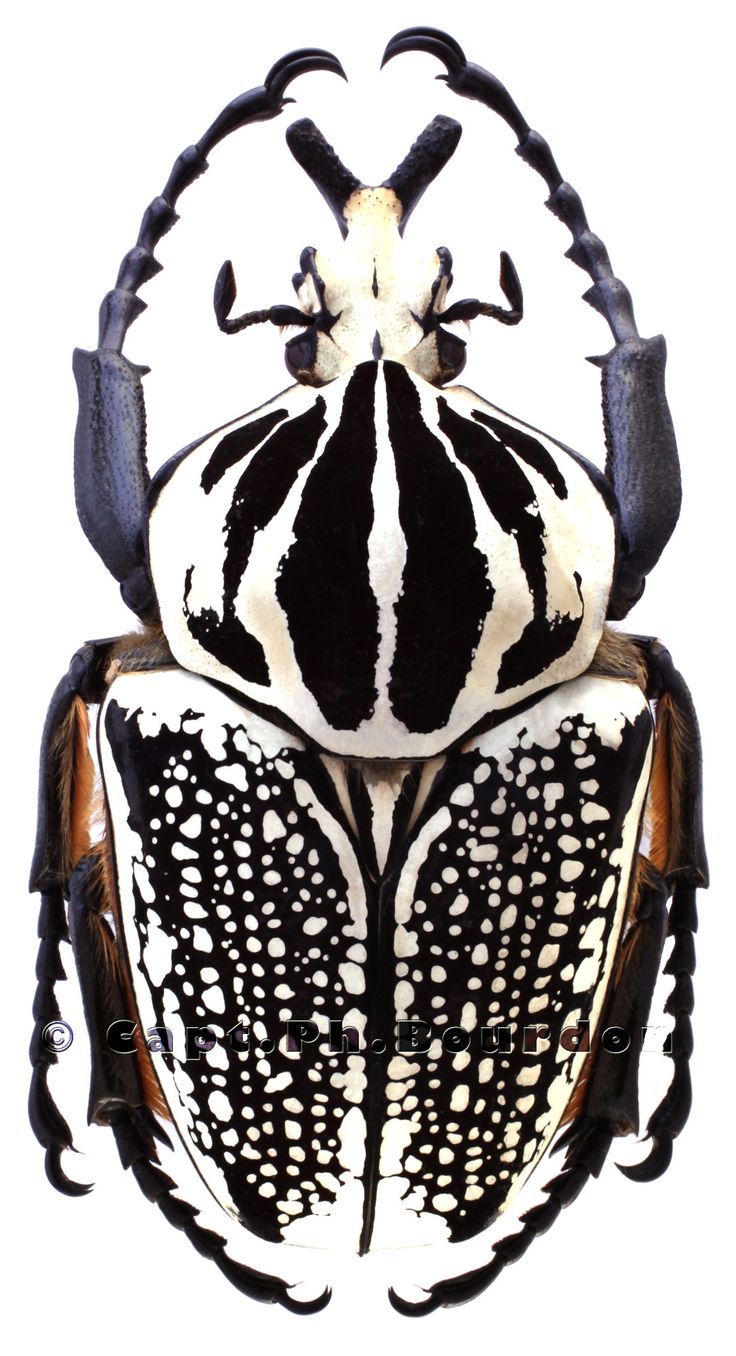 標本 Congo Goliathus orientalis 87mm bkack Congo Goliathus