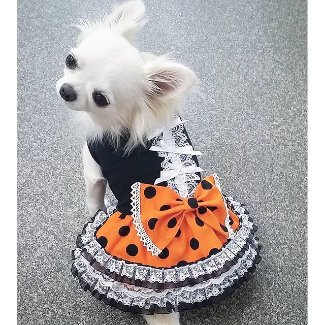 犬服ハンドメイド ハロウィン確認② 犬服ハンドメイドハロウィン確認②