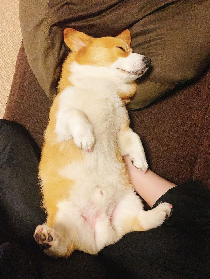 コーギー パピー 子犬 ガラスのカッティングボート 【公式通販】