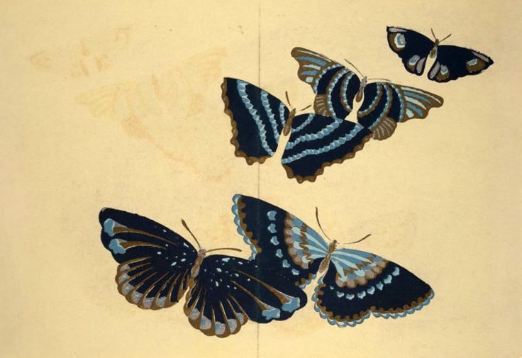 始祖蝶 Ancester's Butterfly 【肉筆絵画】 始祖蝶 Ancester's