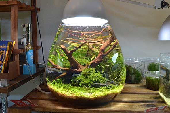 水草茂「はる様オーダー用」 水草茂「はる様オーダー用」 水草茂「はる