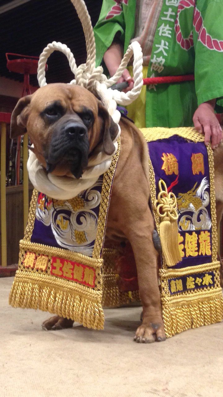 土佐犬の特徴・性格 最新価格と飼い方｜いぬのきもち 犬