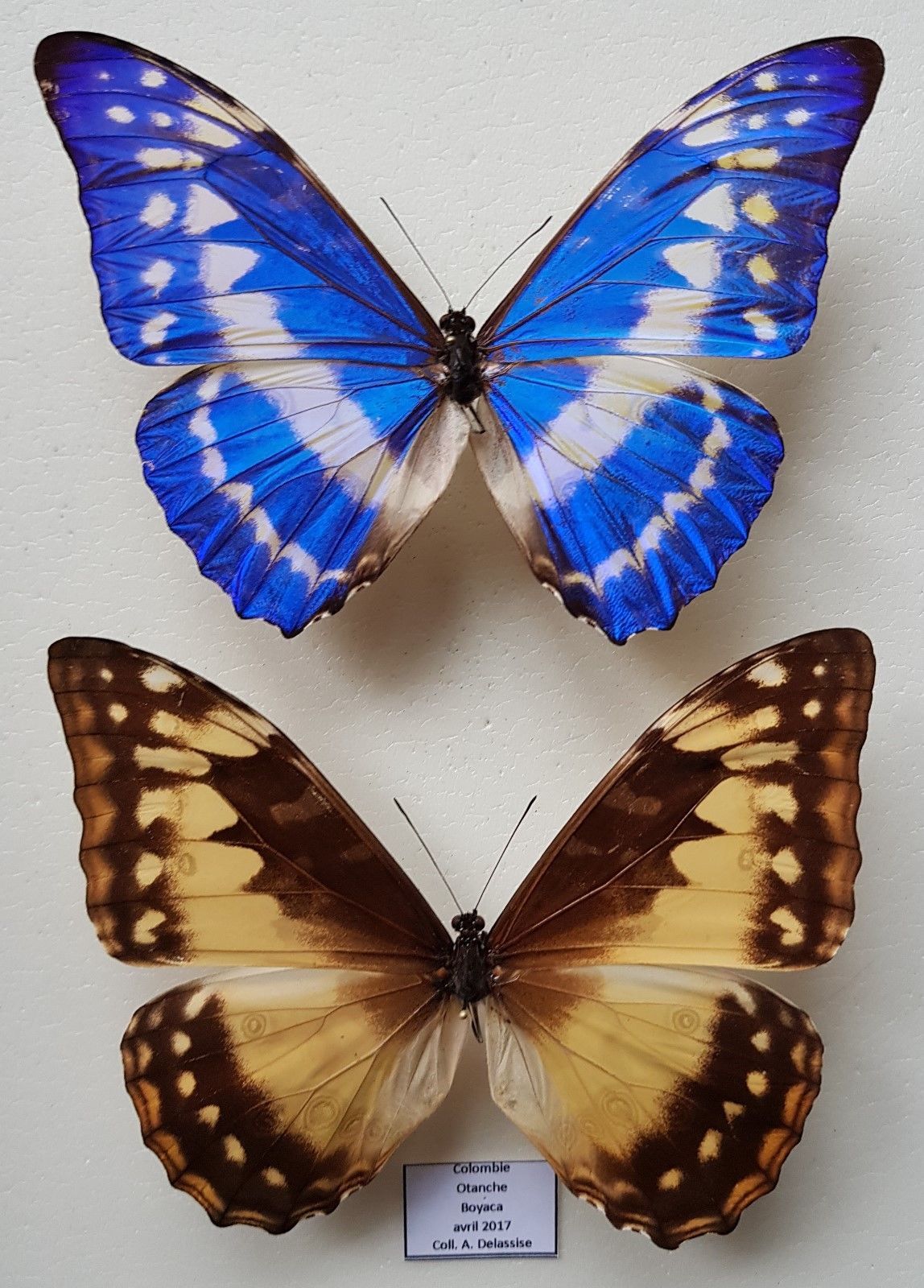MORPHO CYPRIS CYPRIS Butterflies - Colombia Pair