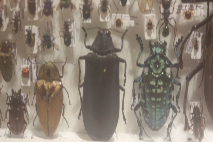 マレーシア産 最大種のタマムシ 74mm マレーシア産 最大種のタマムシ