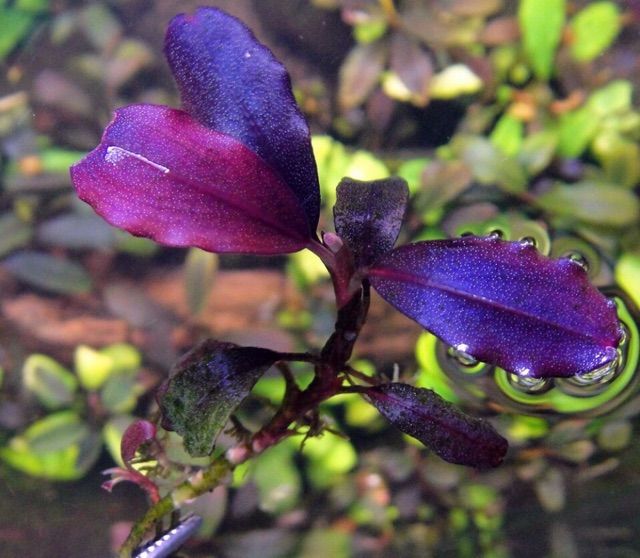 bucephalandra sp. Galaxy purple