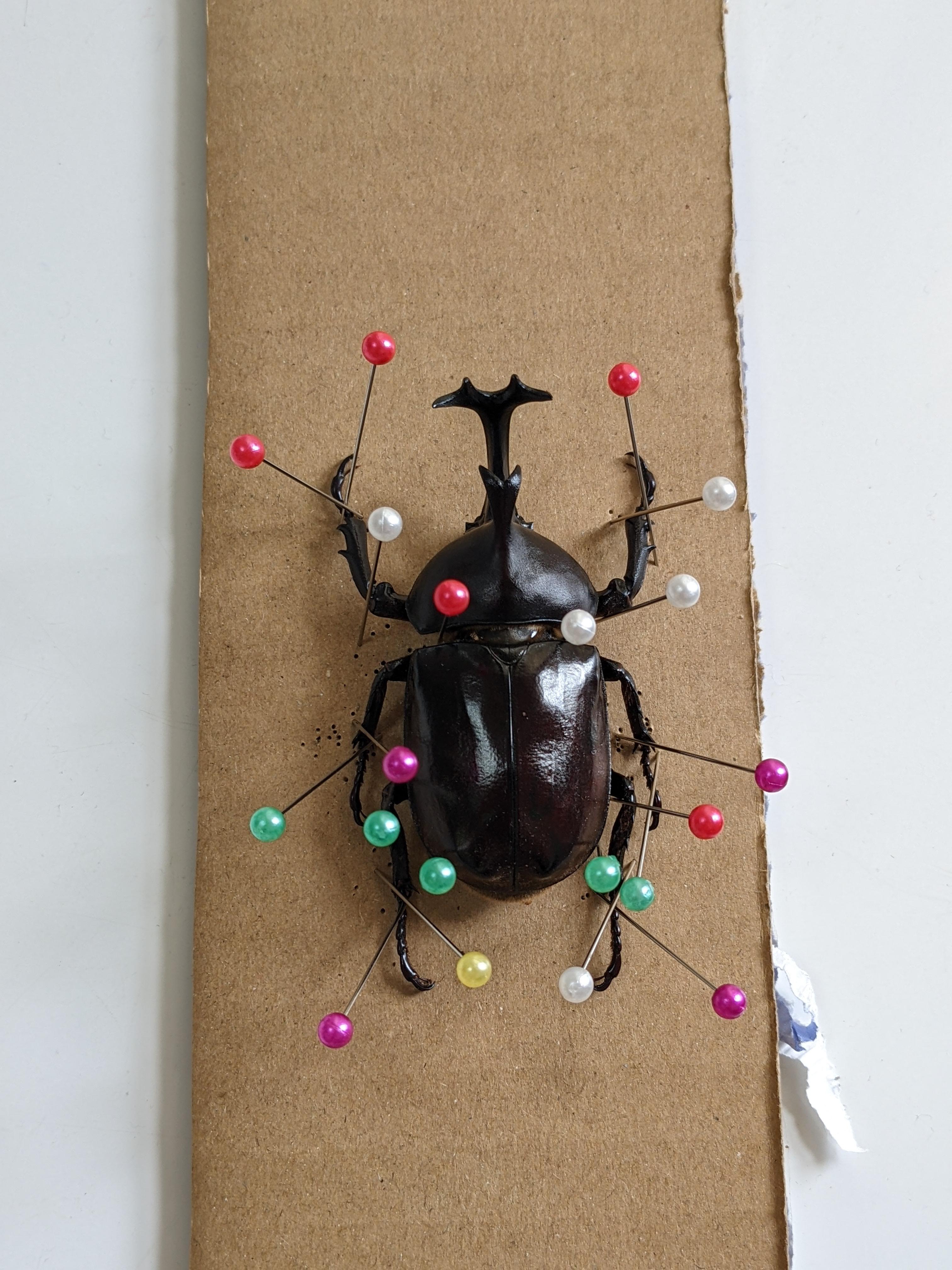 初めて日本のカブトムシを標本にしようとしたんだ。数日前にピンで固定