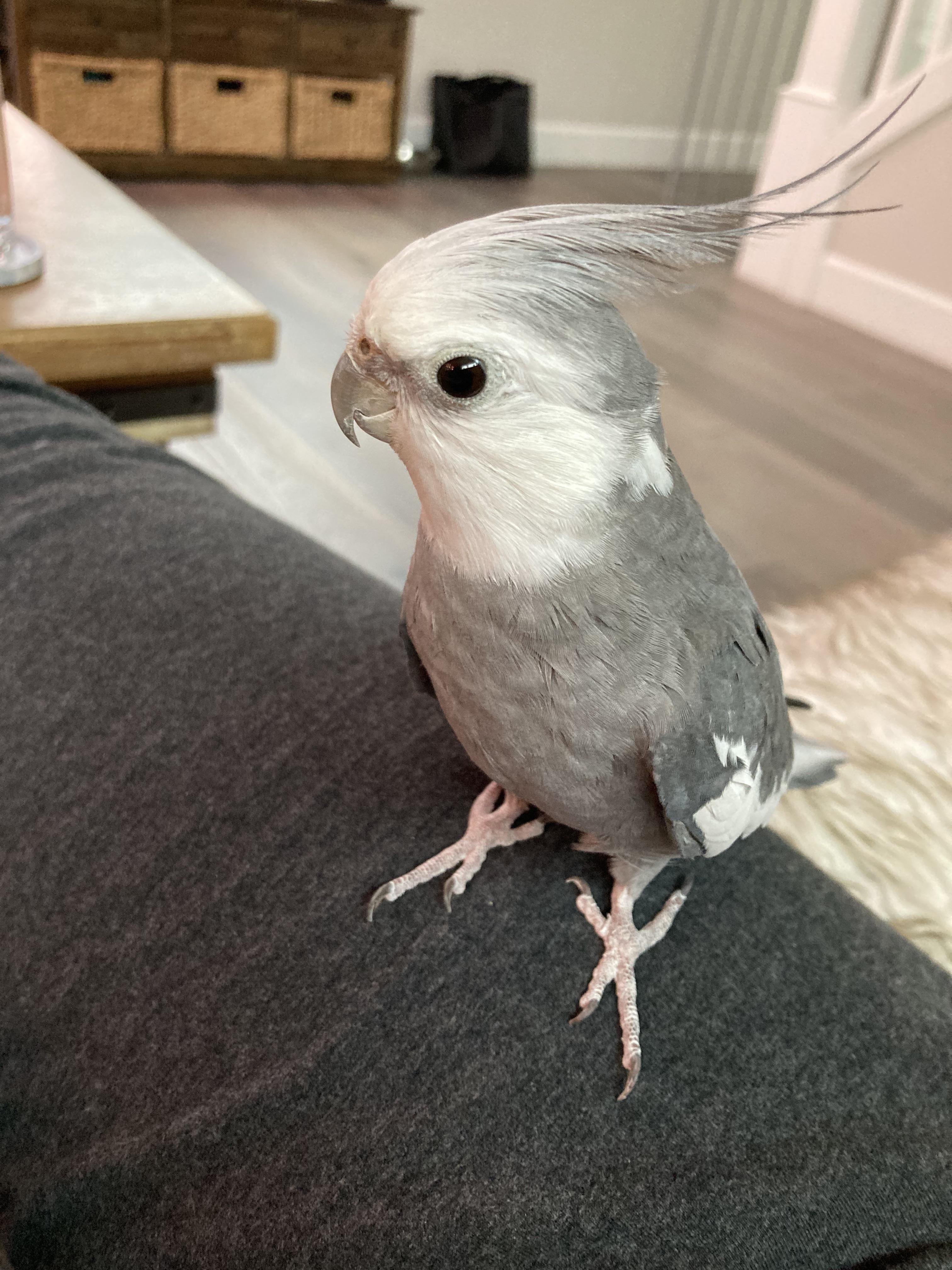 Lost Grey and White Cockatiel NE 76th and Multnomah. : r/Portland