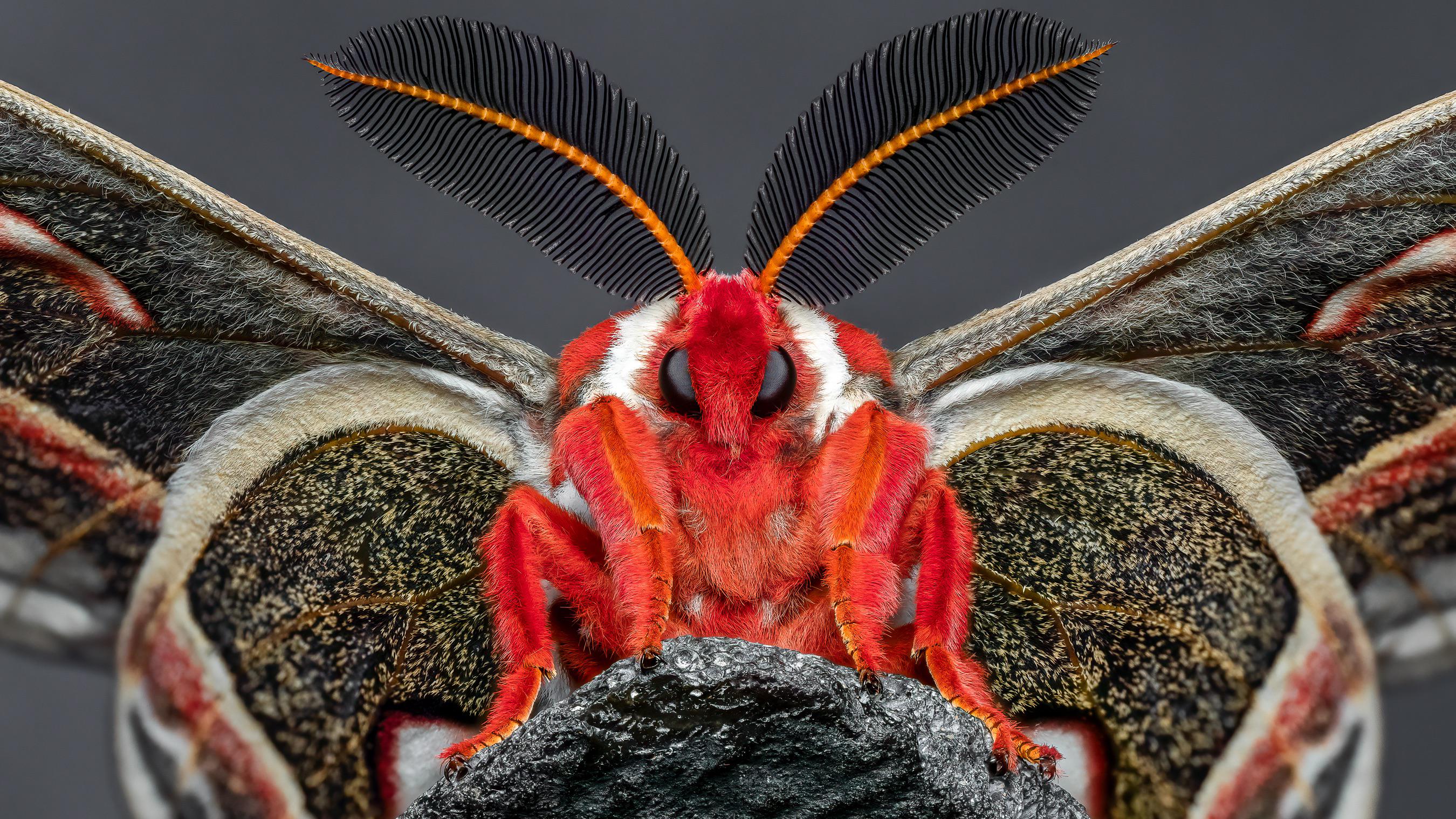 🔥 北米最大の蛾、セクロピア蛾 [OC] : r/NatureIsFuckingLit