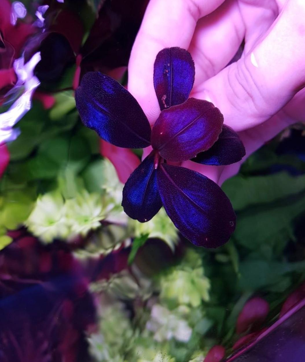 ブセファランドラsp.ヘレナ2013大株付き・活着済み ブセファランドラsp