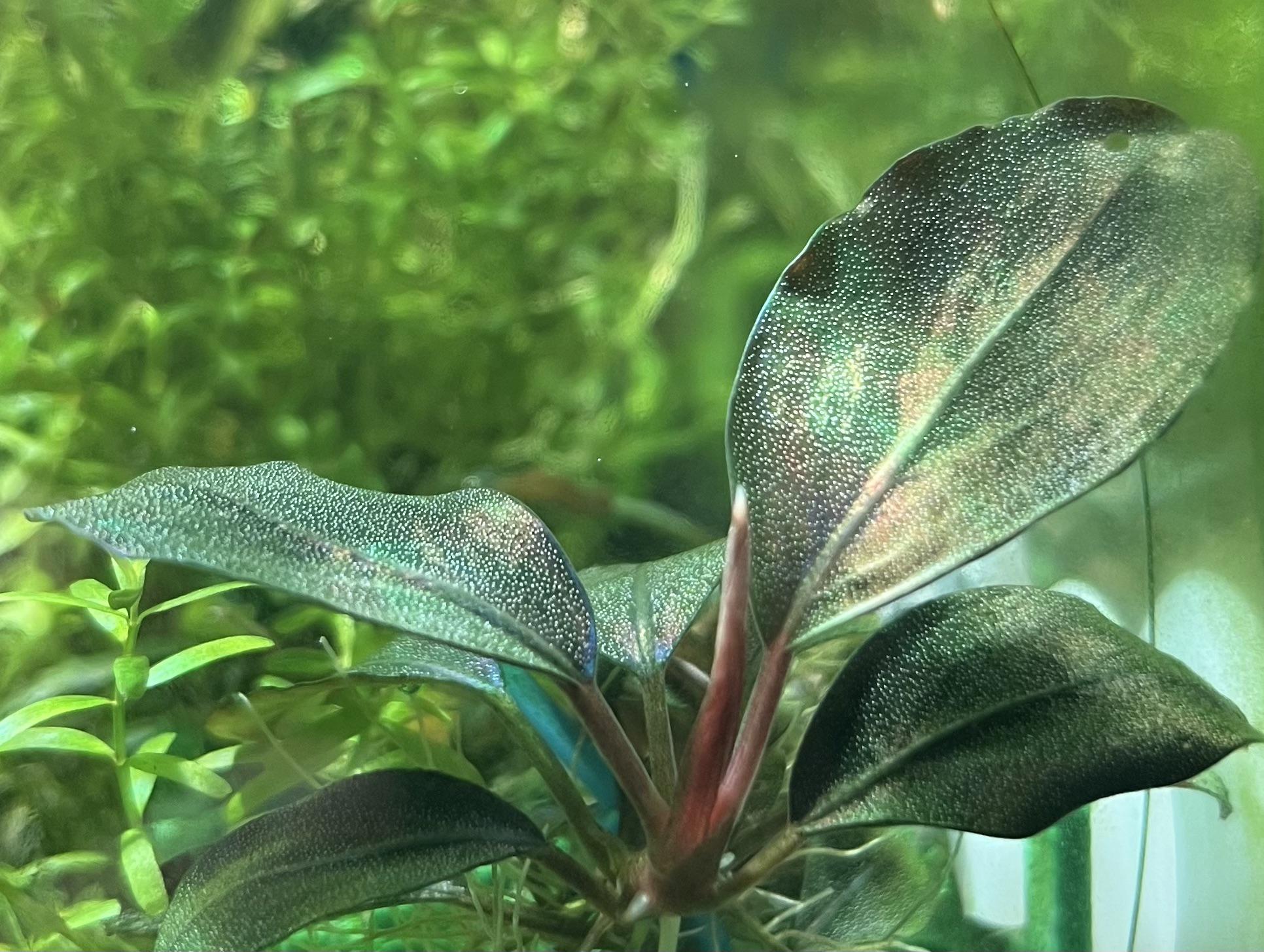 Bucephalandra sp. “Theia Blue” Bucephalandra Theia Potted for Easy