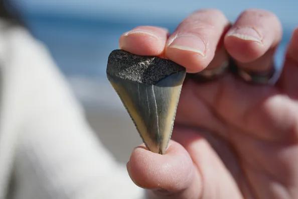 深海からの謎：なぜ化石化したサメの歯がナラガンセットのビーチに