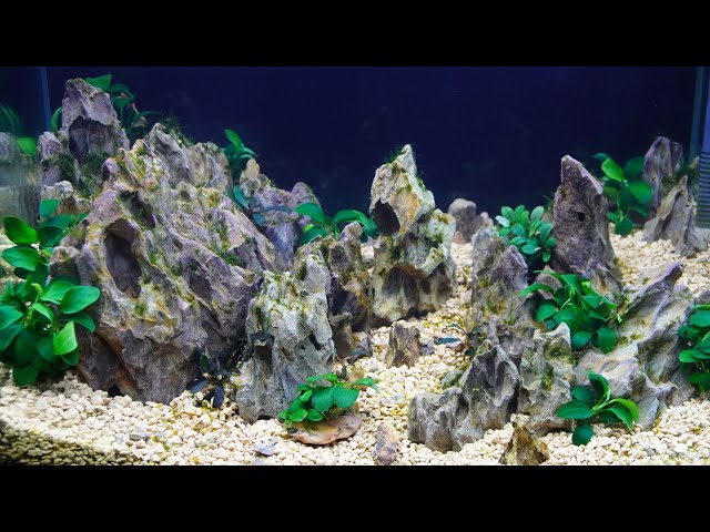 1[特大]ADA 黄虎石 約3.7キロ☆水槽 レイアウト アクアリウム 気孔石