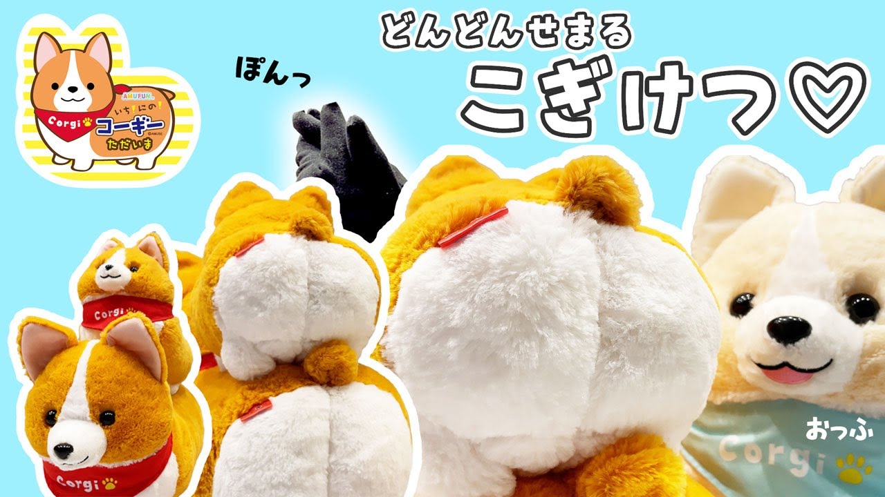 迫りくる こぎけつ【いち！にの！コーギー】 - YouTube