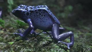 コバルトヤドクガエル (KawaZoo/静岡県) - YouTube