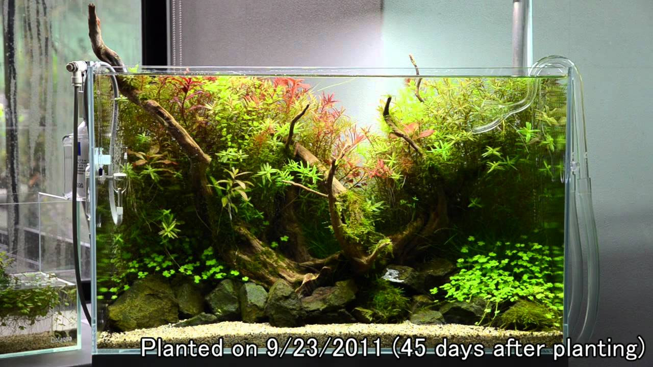 ADA水槽 90×45×45 ☆画像は違います 【公式通販】