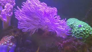 ウミアザミ群体、ウスコモングリーン、ライブロック活着 - ウミアザミ