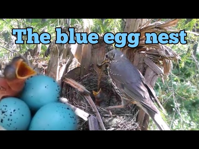 Mistle Thrush Diary: Blue Eggs and Joyful Hatchlings, parenting on