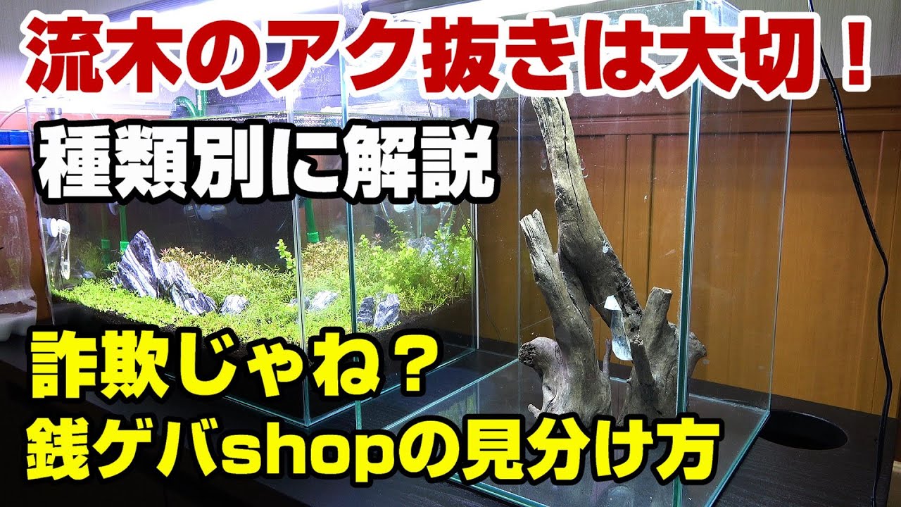 Driftwood Layout Aquarium] Types of driftwood and how to use them