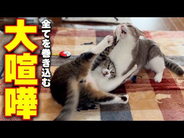 ゴン太 猫A 最終値下げしました！ ゴン太 猫A 最終値下げしました