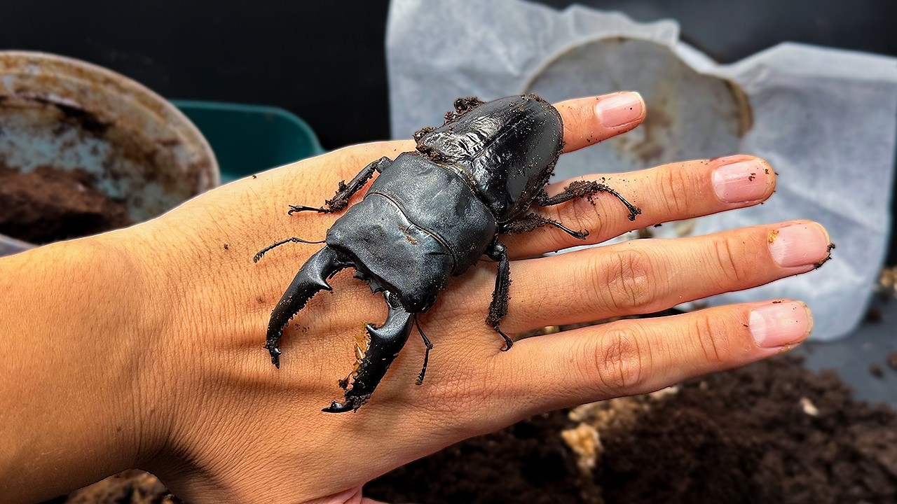 わたの木ハワイハネナシクワガタApterocyclus わたの木ハワイハネナシ