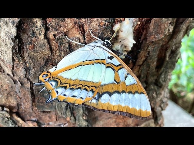 蝶の標本 奄美のフタオチョウペア 蝶の標本 奄美のフタオチョウペア