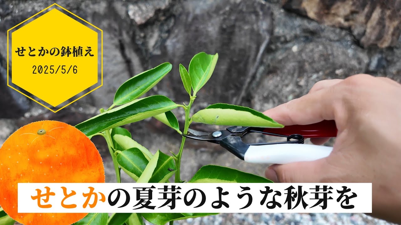 Early September] ④ How to treat and fertilize potted Setouchi