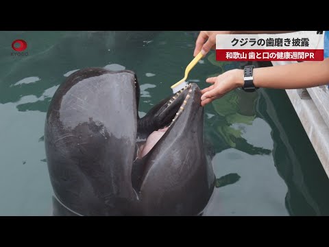 鯨歯3本セット マッコウクジラの歯 三本セット 鯨歯 マッコウクジラ 牙