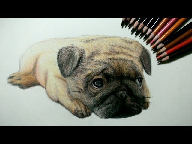 色鉛筆でパグ犬を描いてみた Realistic colored pencil drawing of a