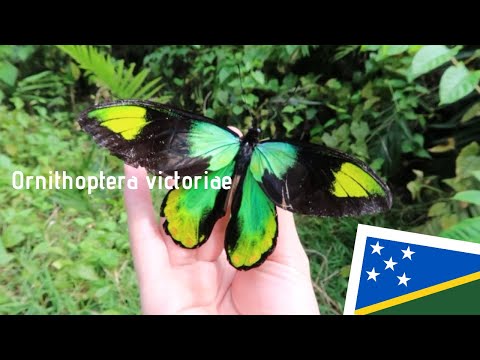 Solomon Islands🇸🇧】Ornithoptera victoriae ビクトリア