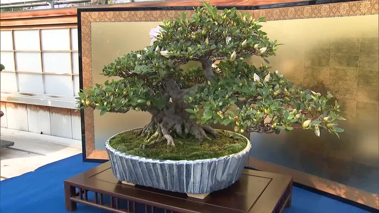 益子焼でさつきの植木鉢を初めて制作 さつき販売会社と窯元がタッグ