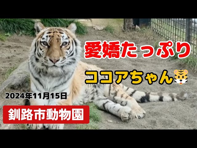 釧路市動物園】ココア🐯愛嬌たっぷり💛ファンサービス - YouTube