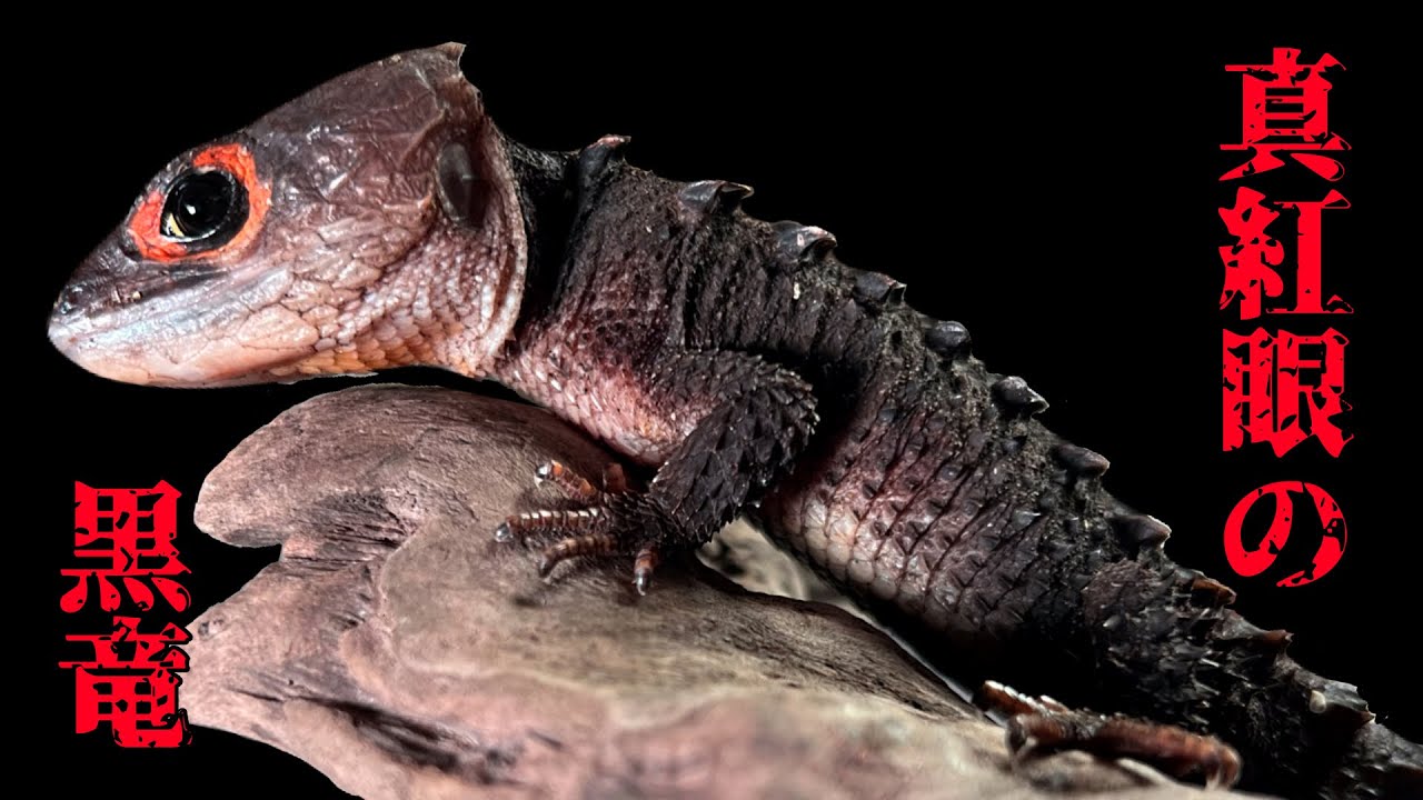 How to care for a red-spotted stag beetle - YouTube