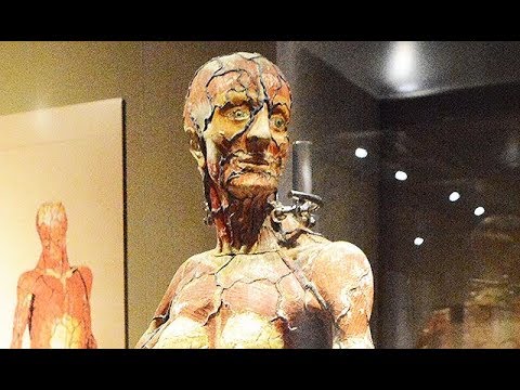 国立科学博物館「人体 神秘への挑戦」展＝ダビンチの手稿や臓器の実物