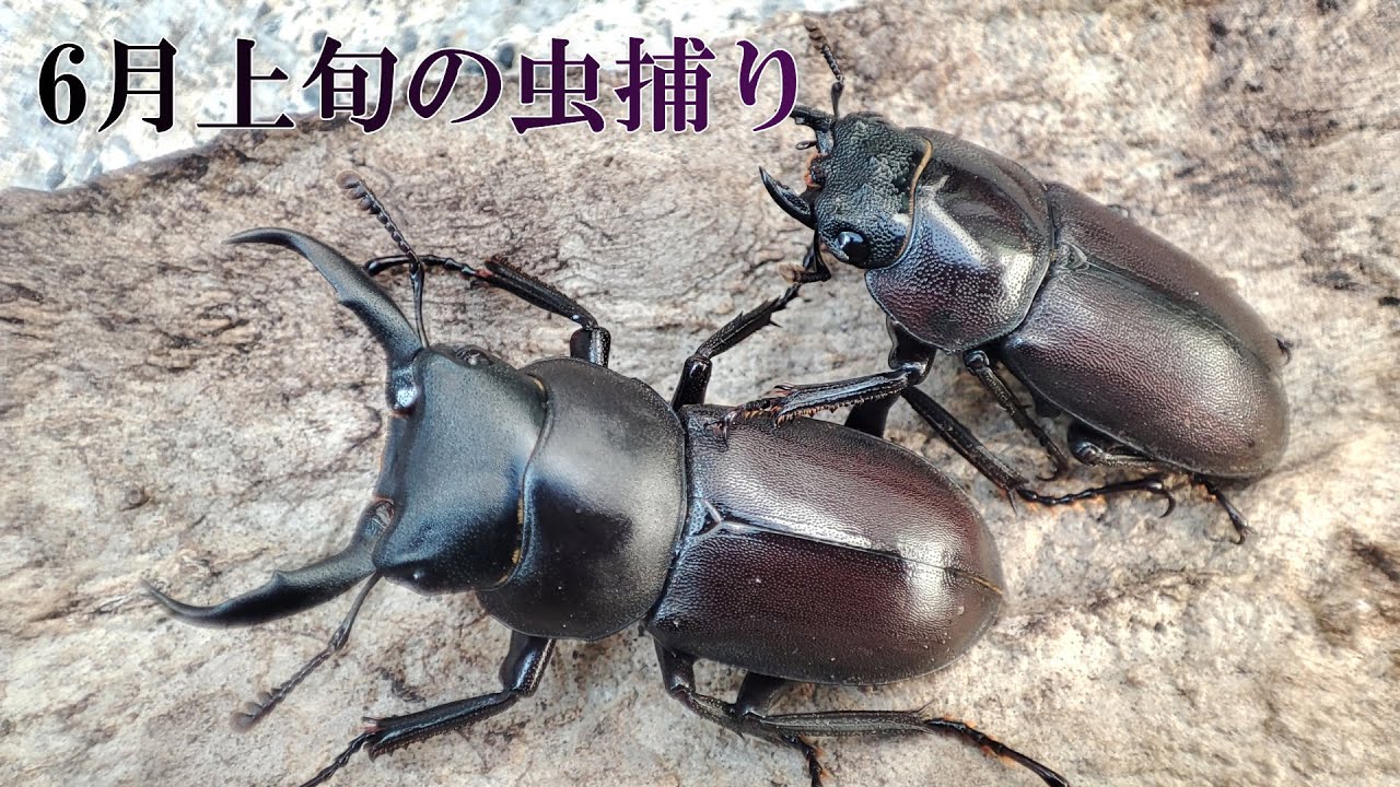 ☆昆虫採集☆虫取り網☆最長6m18cm クワガタムシ・カブトムシの