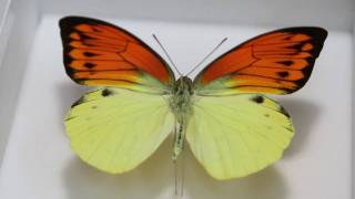ヒイロツマベニ , 蝶の標本 販売・通販のNatureShop|モルフォや