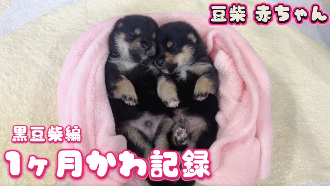 豆柴犬】黒毛編！超可愛い1ヶ月の変化の記録をまとめました