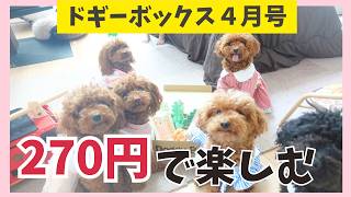 Doggy Box Unboxing Video] The best pet items! Coupons available