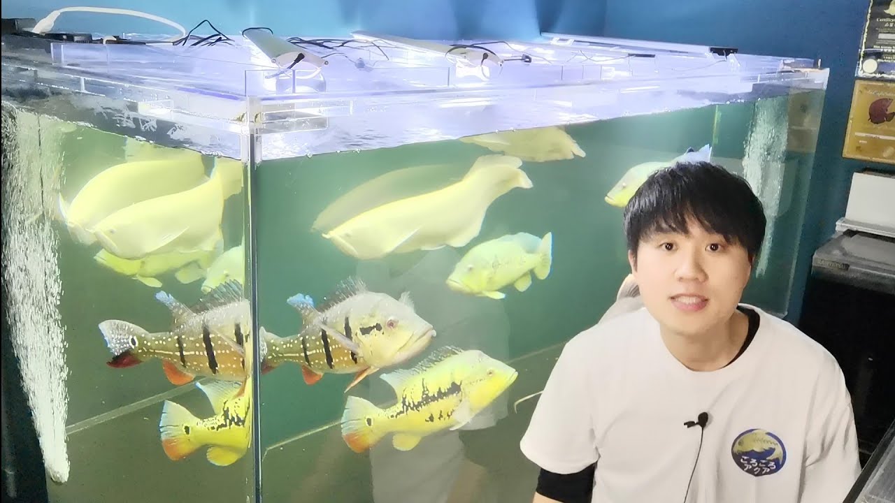 □国産3層式濾過槽□700×400×400h□オーバーフロー水槽用□