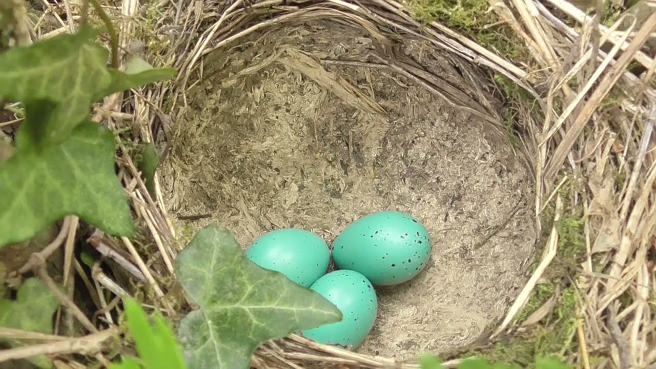工芸品 birds festive mistle thrush egg 工芸品 birds festive mistle
