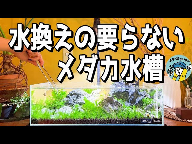 アクアリウム】水換えの要らないメダカ水槽（植栽と立ち上げ後の経過