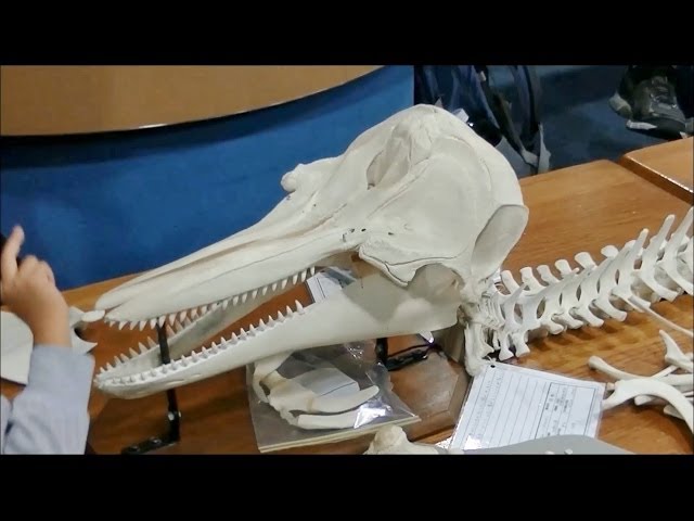 イルカの飼育ミニ講座 2 】 イルカの骨を組み立てよう ～本物のイルカ