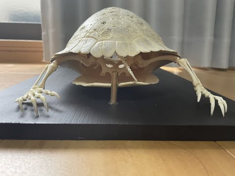ミシシッピアカミミガメ骨格標本 - YouTube