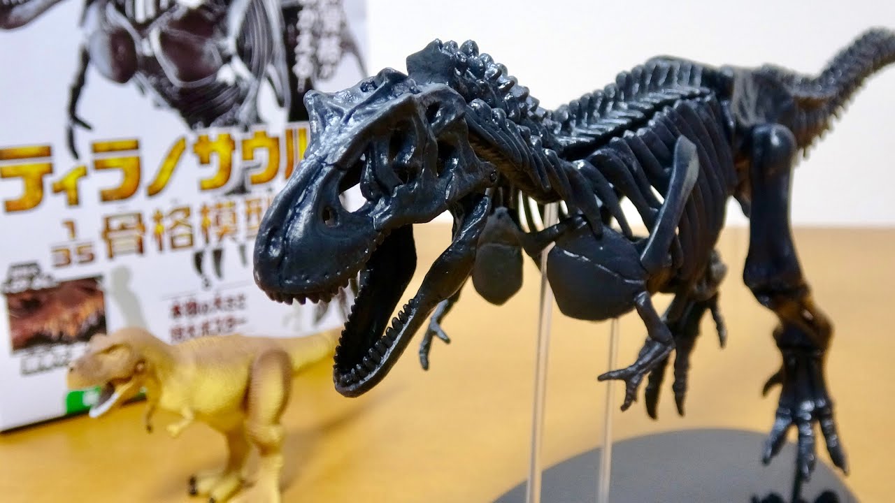 BIGサイズ! ティラノサウルス 1/35骨格模型キット&本物の大きさ特大