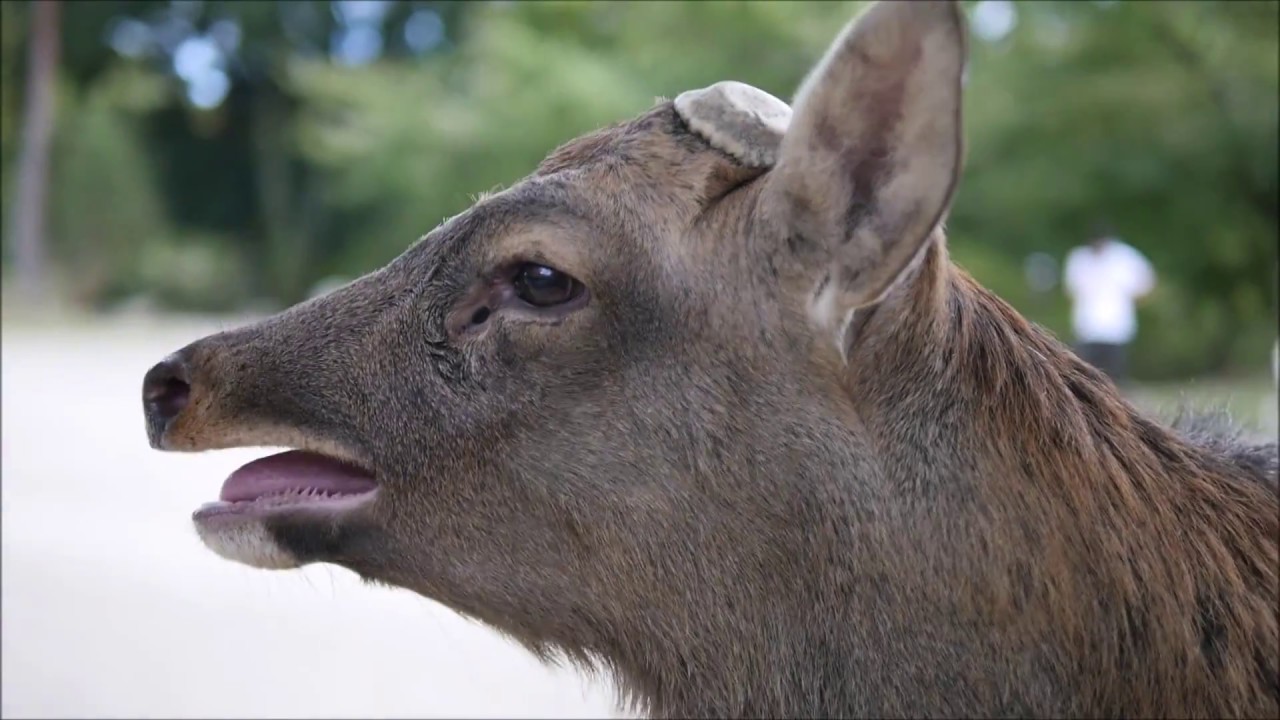 鹿のアホ面と美顔 Stupid face and beautiful face of deer in Nara