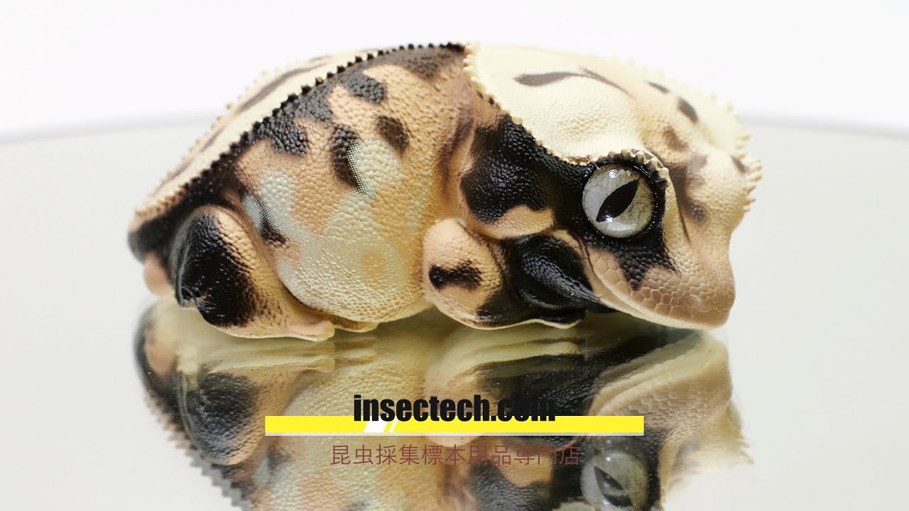 Rhacodactylus ミカドヤモリ 洋書12/15迄の限定値下価格