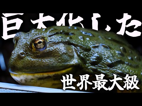 フカミドリカエルページ 新商品のお知らせ】 – ネイチャーテクニカラー公式