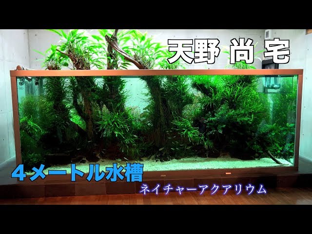 天野 尚 宅 巨大ネイチャーアクアリウム水槽4m アクアの極み 4K動画