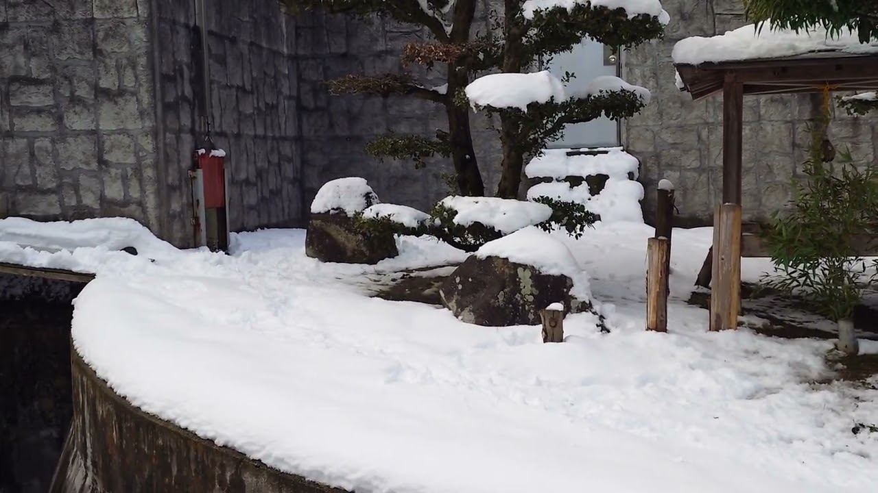 20260209 雪が積もった 安佐動物公園 - YouTube